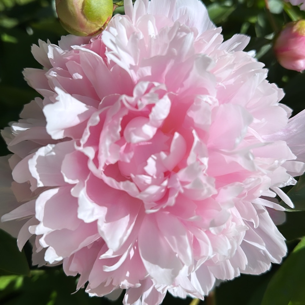 Meet your Posher, Lillian